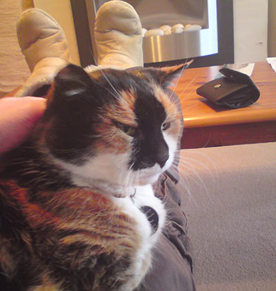 Sheppy cat cuddled up on a lap, enjoying being stroked.