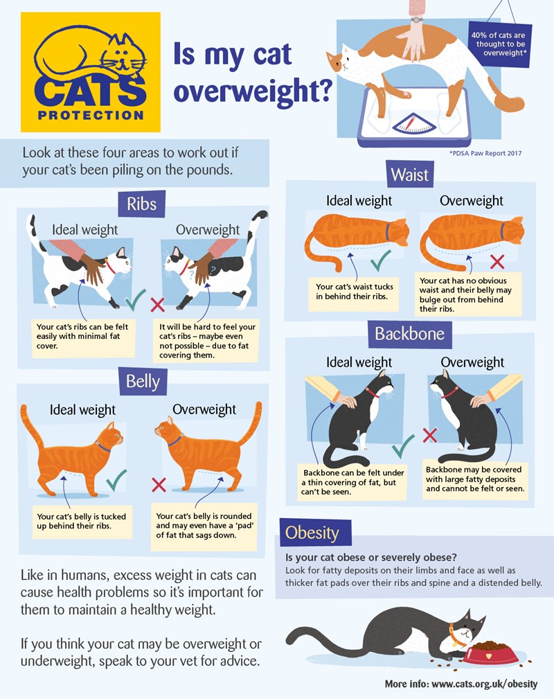 Is my cat overweight diagram overweight cats infographic web