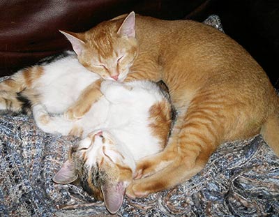 Percy and Shelby cuddles up together and napping.