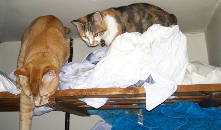 Percy & Shelby exploring New kittens Percy & Shelby exploring the shelves of a linen cupboard.