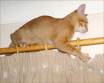 Percy, a ginger cat, laying on a curtain rail.