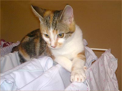 Shelby, a tortoiseshell and white kitten, laying on freshly washed clothes hanging on an airer.