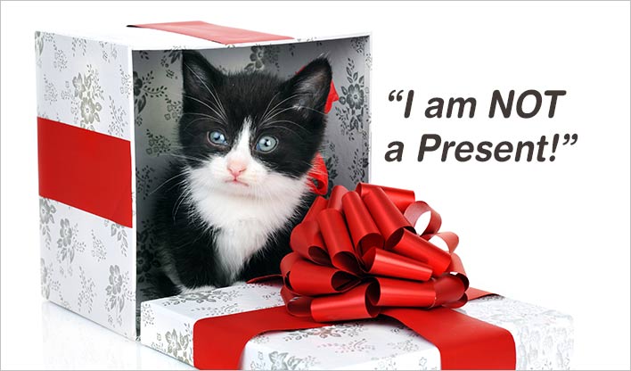 Black and white kitten sitting inside an open gift box, with 'I am not a present' text.