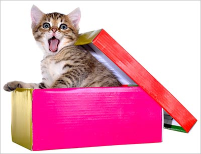 Kitten in a brightly coloured gift box.