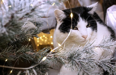 Black and white cat sitting in a lit christmas tree.