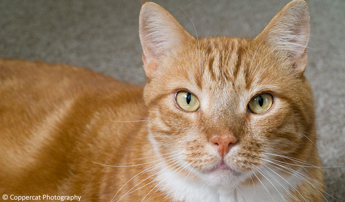 Ginger cat Riff Raff, looking directly into the camera, taken by coppercat photograhy.