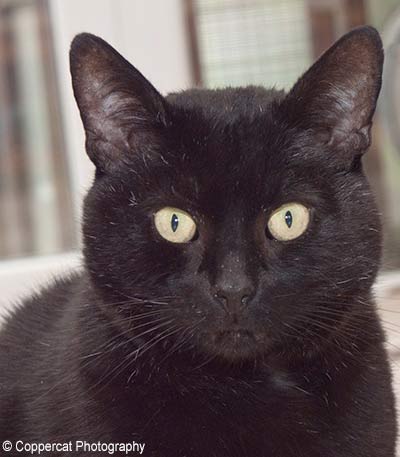 Black cat, with ears perked up, looking directly at the camera.