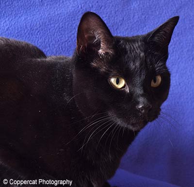 Black cat looking to the side, against a blue background.