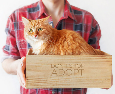 Person in checked red and black shirt holding a box marked don't shop, adopt; containing a ginger and white cat.
