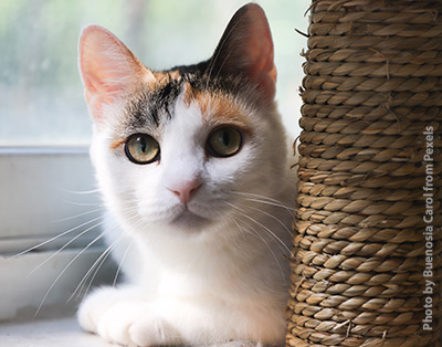 Calico and white cat laying on a windowsill, next to a scratching post.