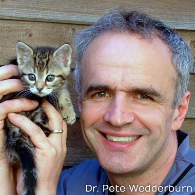 Dr. Pete Wedderburn with a tabby kitten.