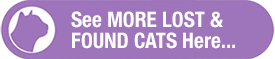 more lost and found cat notices see more lost and found cats