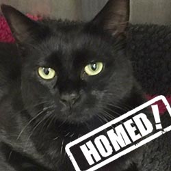 Black cat homed.