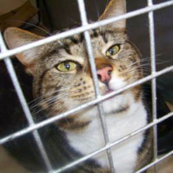 Tabby cat in a rescue shelter.
