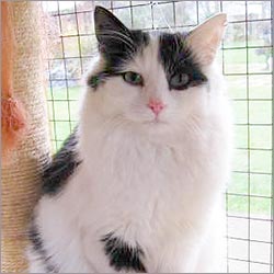 White and black cat in a rescue centre.