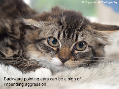 Sign of impending aggression Tabby cat with backward pointing ears.
