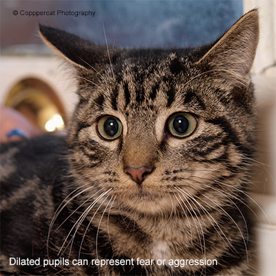 Cat with Dilated Pupils Tabby cat laying with dilated pupils showing signs of aggression.