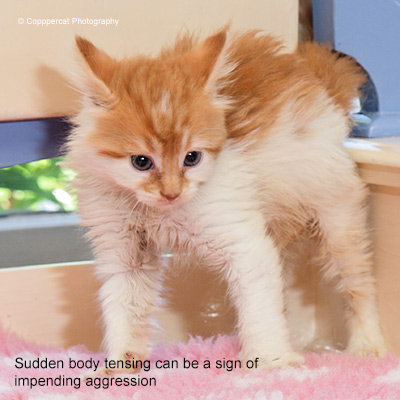 cat with tense body Ginger and white cat showing aggression by body tensing and arching.