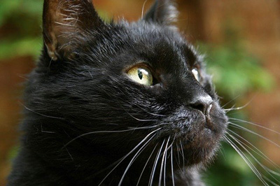 Yogi, a black cat with yellow eyes and white whiskers looking off into the distance.