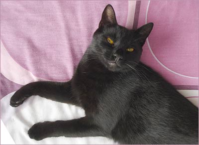 Black cat Yogi, relaxing on a pink and white background.