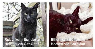 Two black cats, Ruby and Ellie, both looking at the camera who were homed via cat chat.