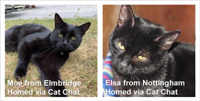 Two black cats Milo, laying on grass and Elsa, snuggled in a blanket, found homes through Cat Chat.