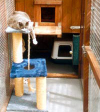 Cat laying on a cat scratching tower, inside a cattery boarding pen.