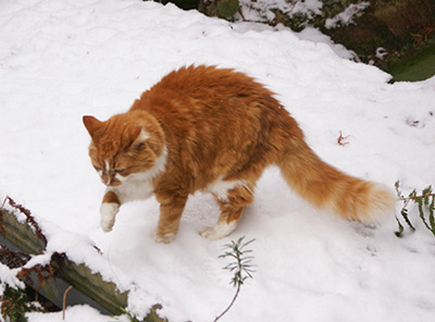 Ginger and white cat treading carefully in the snow.