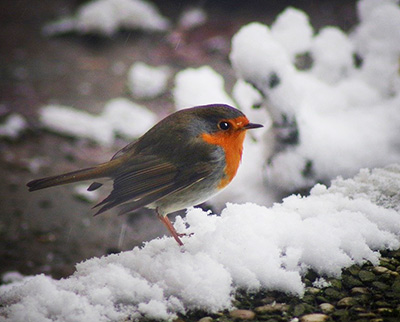 A orange breasted robin, sitting on a snowy wall.