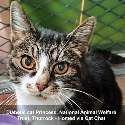 Diabetic cat Princess Tabby and white diabetic cat Princess homed via Cat Chat.