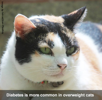 An overweight calico and white cat.