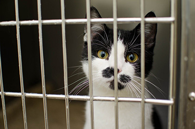 Black and white cat in rescue centre pen.