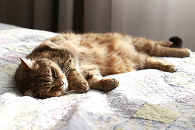 Tabby cat laying asleep on a bed.