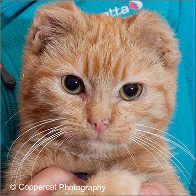 disabled ginger tabby cat by coppercat photography