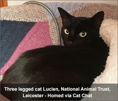 Lucien, three legged, disabled, black cat, rehomed through Cat Chat.