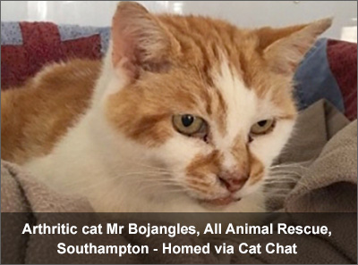 Ginger and white tabby cat Mr Bojangles, has arthritis, from Southampton, homed via Cat Chat.