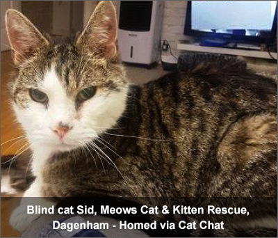 Sid, tabby and white blind cat, rehomed through Cat Chat.