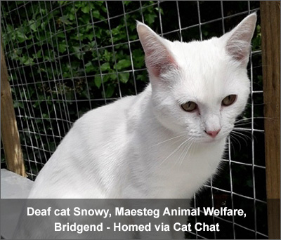 Snowy, deaf white cat, rehomed through Cat Chat
