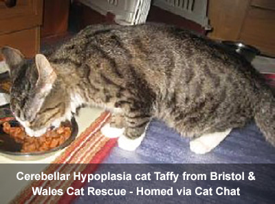 Cerebellar Hypoplasia cat Taffy, from Bristol, eating from a bowl, adopted via Cat Chat