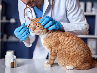 cat with the vet receiving a blood test