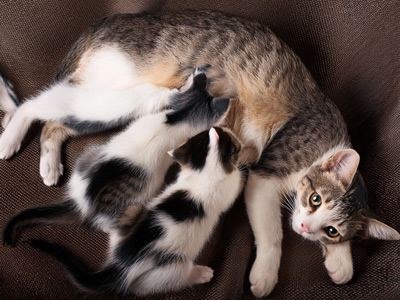 kittens feeding from mother cat