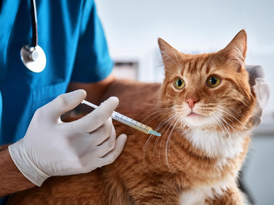 cat being vaccinated by the vet