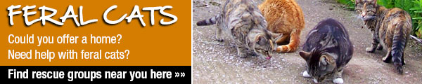 feral cat help and homes
