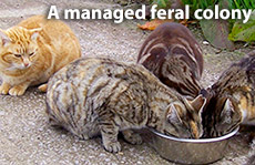 A number of cats eating from a large silver bowl outside.