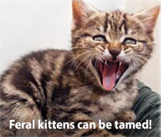 Feral tabby kitten with mouth wide open, hissing.