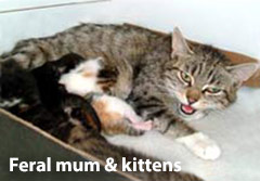 Feral tabby and white mum cat laying with her kittens, hissing at the person taking the photo.