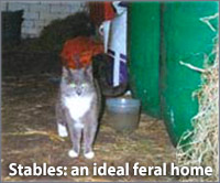 Grey and white cat in a stable, an ideal home for feral cats.