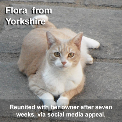 Flora, a ginger and white cat laying on a path; was found via social network.