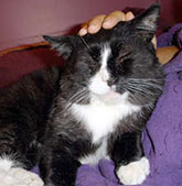 Black and white cat being stroked.