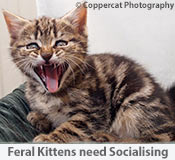 Feral tabby kitten with mouth wide open, hissing at the photographer.